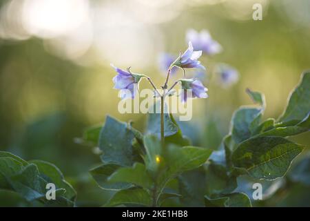 Die zarten Kartoffelblüten (Solanum tuberosum) mit grünen Blättern auf dem verschwommenen Hintergrund Stockfoto