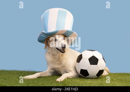 Hund mit einem hellblau-weißen Zylinderhut und einem Fußball auf dem Rasen des Feldes Stockfoto