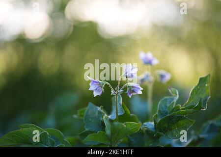 Die zarten Kartoffelblüten (Solanum tuberosum) mit grünen Blättern auf dem verschwommenen Hintergrund Stockfoto