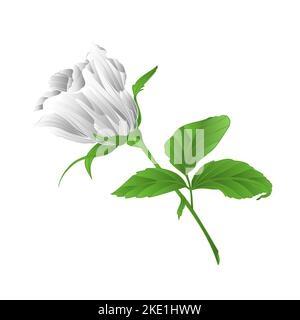 Rosebud weißen Rosenzweig mit Blättern auf einem weißen Hintergrund vintage Vektor Illustration editierbare Handzeichnungen Stock Vektor