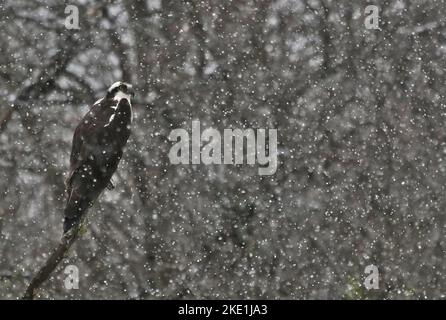 Fischadler im Schnee Stockfoto