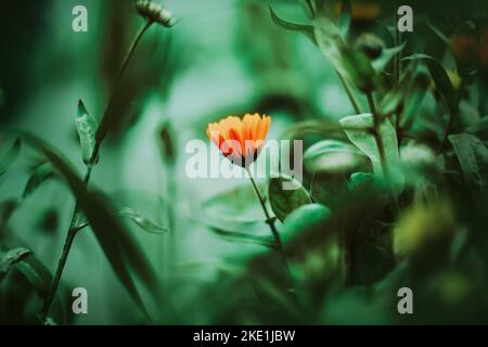 Im Frühling blüht eine wunderschöne orange Calendula-Blüte zwischen grünen Blättern. Wilde Heilblumen. Stockfoto