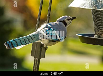 Der wunderschöne Blue Jay thronte auf Pole und war seiner Umgebung gegenüber voll wachsam Stockfoto