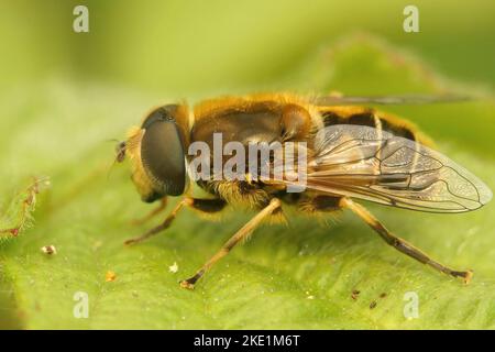 Eine Makroaufnahme der europäischen Drohnenfliege (Eristalis arbustorum) auf einem Blatt und unscharfem Hintergrund Stockfoto