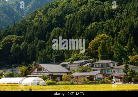 Ländliche Bauernhäuser, die von bewaldeten Hängen von Satoyama unterstützt werden, und vor den heranreifenden Reisfeldern bilden eine klassische Landschaft am Stadtrand Stockfoto