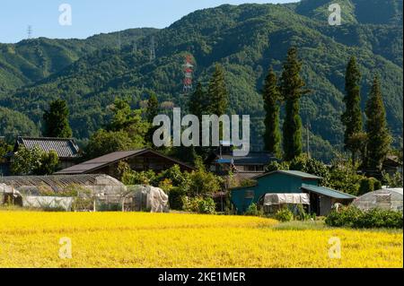 Ländliche Bauernhäuser, die von bewaldeten Hängen von Satoyama unterstützt werden, und vor den heranreifenden Reisfeldern bilden eine klassische Landschaft am Stadtrand Stockfoto