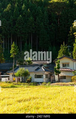 Ländliche Bauernhäuser, die von bewaldeten Hängen von Satoyama unterstützt werden, und vor den heranreifenden Reisfeldern bilden eine klassische Landschaft am Stadtrand Stockfoto