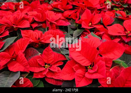 Die leuchtend roten Blüten von Weihnachtssternen, auch Weihnachtsstern genannt, mit dunkelgrünen Blättern. In großen Zahlen als roter Hintergrund. Stockfoto