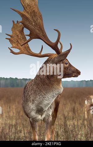 Nahaufnahme eines majestätischen Hirsches mit großem Geweih, Herbst am Nachmittag auf einer Lichtung, Wald im Hintergrund. Stockfoto