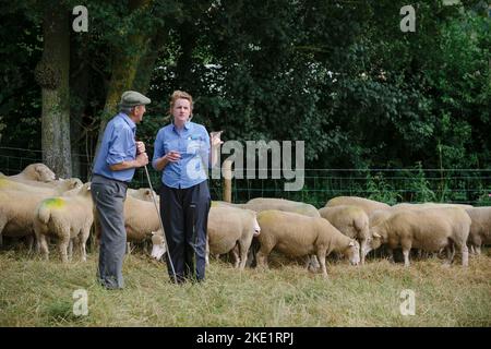 Bild von Jim Wileman - Emily Gascoigne, Tierärztin, auf der Eastfields Farm, East Chinnock, mit Phil Baker und seinen Poll Dorsets des Chinnock Stockfoto