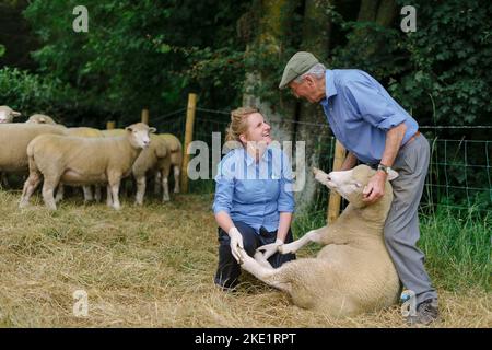 Bild von Jim Wileman - Emily Gascoigne, Tierärztin, auf der Eastfields Farm, East Chinnock, mit Phil Baker und seinen Poll Dorsets des Chinnock Stockfoto