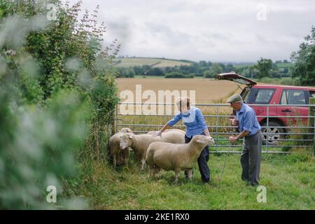 Bild von Jim Wileman - Emily Gascoigne, Tierärztin, auf der Eastfields Farm, East Chinnock, mit Phil Baker und seinen Poll Dorsets des Chinnock Stockfoto