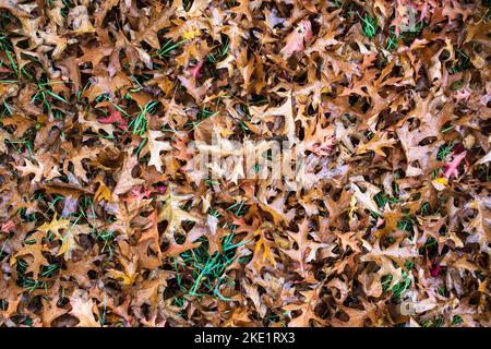 Gefallene trockene Blätter von quercus rubra oder nördlicher roter Eiche liegen auf grünem Gras. Flatley. Stockfoto