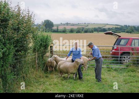 Bild von Jim Wileman - Emily Gascoigne, Tierärztin, auf der Eastfields Farm, East Chinnock, mit Phil Baker und seinen Poll Dorsets des Chinnock Stockfoto