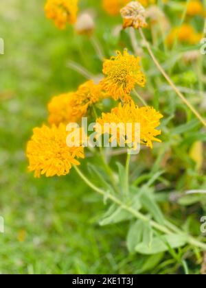 Eine vertikale Aufnahme von gelben Milchwürzeblüten, die in einem Garten blühen Stockfoto