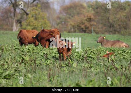 Niedliches angus-Kalb mit Mutterkuh auf einer Wiese mit grünem Gras Stockfoto