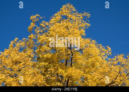 Deutschland: Gelbe Blätter am Baum gegen blauen Himmel Stockfoto