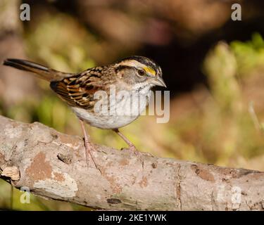 Ein kleiner männlicher Weißkehlspatzen (Zonotrichia albicollis), der auf dem Zweig in Dover, Tennessee, thront Stockfoto