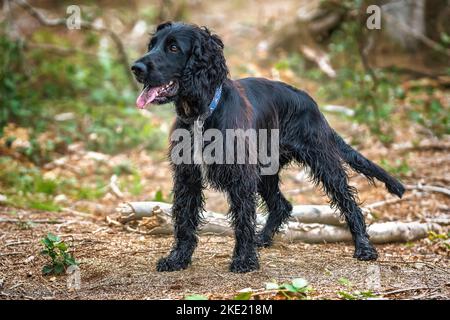 Schwarzer Cocker Spaniel steht auf und schaut weg - bereit zum Spielen. Stockfoto