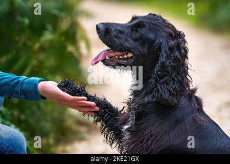 Schwarzer Cocker Spaniel, der seinem verdunkelte Besitzer Pfote gibt - die Zunge schaut sehr glücklich aus und eine besondere Bindung und Verbindung zwischen ihnen Stockfoto