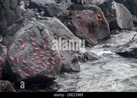 Bunte Krabben über einigen Felsen. Farbenfrohe rote Seekrabben über einigen Felsen in Puerto Ayora auf den Galapagos-Inseln, Ecuador Stockfoto