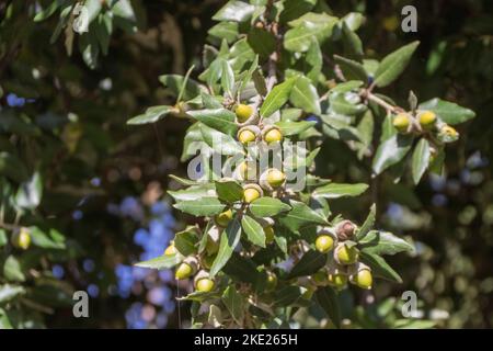 Holm Oak (Quercus ilex) Brunch mit Bäumen Stockfoto