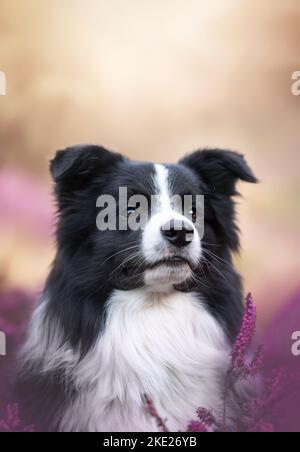 Junger männlicher Border Collie Stockfoto