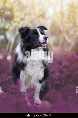 Junger männlicher Border Collie Stockfoto