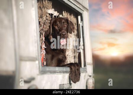 Flachbeschichteter männlicher Retriever Stockfoto