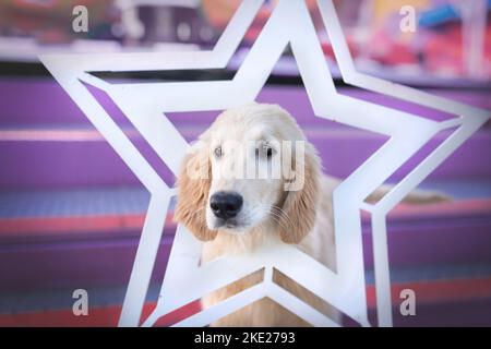junge Flat Coated Retriever Stockfoto
