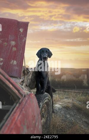 Flachbeschichteter männlicher Retriever Stockfoto