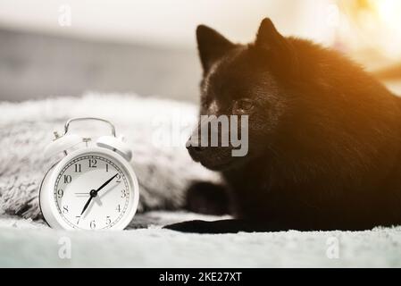 Porträt von niedlichen Schipperke Hund und Uhr. Stockfoto