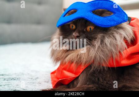 Porträt einer schottischen geraden Superhelden-Katze. Stockfoto