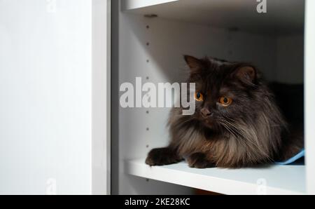 Schottische gerade Katze liegt auf einem Regal im Schrank. Stockfoto