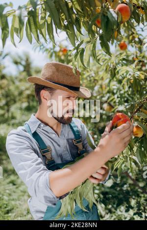 Mann bei der Ernte im Pfirsichgarten Stockfoto