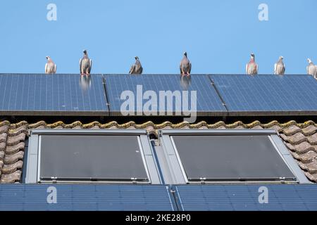 Eine Gruppe heimelender Tauben auf dem Rücken eines Daches mit Sonnenkollektoren Stockfoto