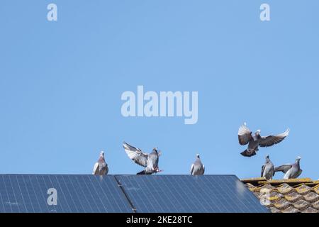 Eine Gruppe heimelender Tauben auf dem Rücken eines Daches mit Sonnenkollektoren Stockfoto