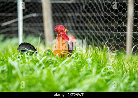 Im Frühjahr wird auf einer Ranch in amerika Freigeflügelschicht aufgelegt Stockfoto