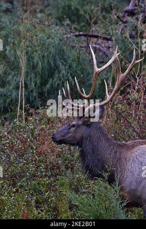 Erwachsener Bullenelch mit großem Geweih steht im Herbstlaub mit Stärke und Stolz auf der Bison Range im Flathead Indian Reservation Stockfoto