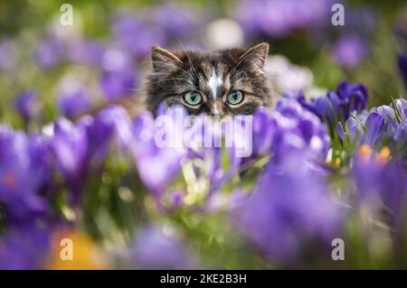 Norwegische Waldkatze Stockfoto