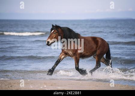 Coldblood am Strand Stockfoto