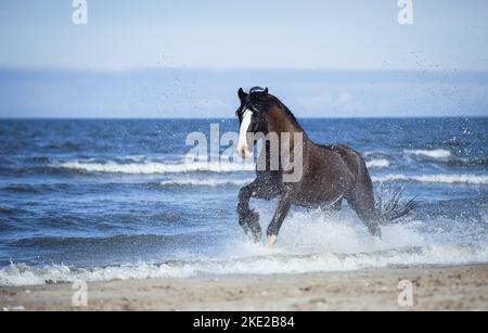 Shire Horse am Strand Stockfoto