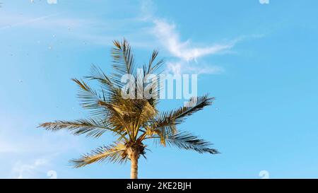 Gegen den blauen Himmel mit Wolken, im Wind entwickeln sich Äste großer Palmen, am Himmel fliegt eine Schar Möwen. Hochwertige Fotos Stockfoto