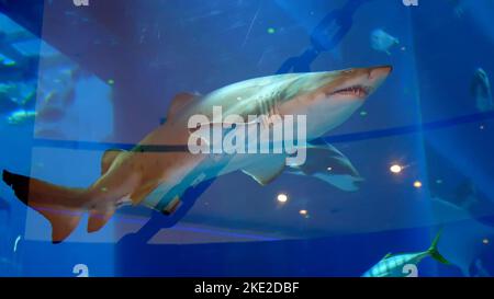 Aquarium in der Dubai Mall - große Zahnhai schwimmt im Aquarium hinter dem Glas, Fische unter Wasser im Aquarium. Hochwertige Fotos Stockfoto