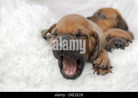 Rhodesian Ridgeback Welpen Stockfoto