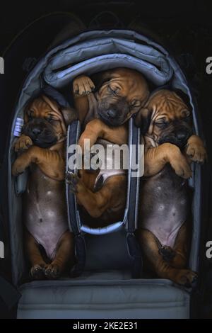 Liegende Rhodesian Ridgeback Welpen Stockfoto