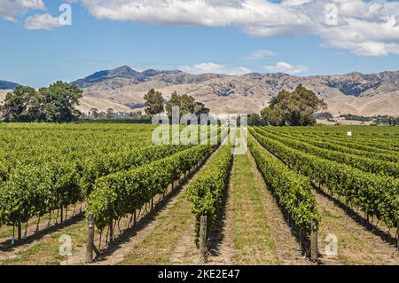 Weinberg in der Region Marlborough auf Südinsel Neuseeland im Sommer mit Reihen von Weinreben in bewirtschafteten geraden Linien Stockfoto