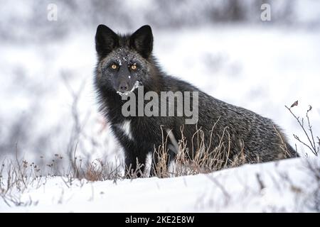 Silver Fox Stockfoto