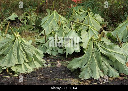 Riesen-Rhubarb-Stiele (Gunnera manicata), frisch geschnitten und mit den kürzlich abgetrennten Blättern überzogen (Buschpark, Hampton) Stockfoto