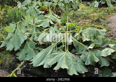 Riesen-Rhubarb (Gunnera manicata) Stämme frisch geschnitten oben mit den kürzlich abgetrennten Blättern, die darüber hängen. Instandhaltung in Woodland Gardens, Bushy Park Stockfoto